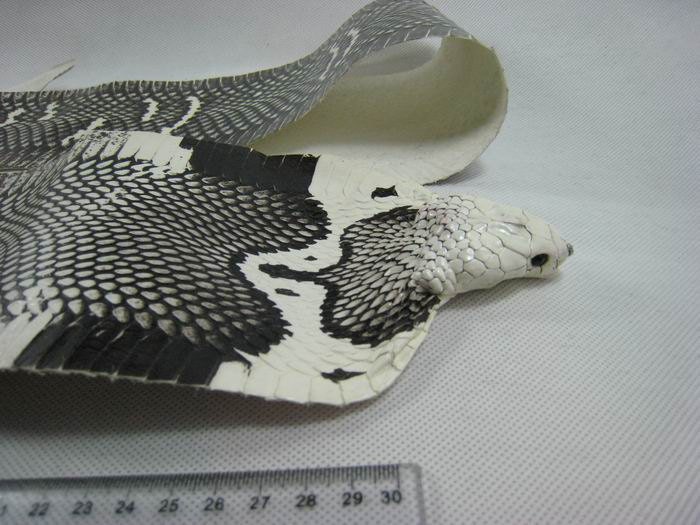 tanned cobra snake skin for sale snake leather by 8Fancystuff
