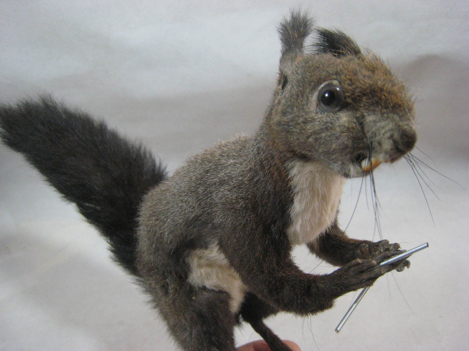 taxidermy stuffed squirrel