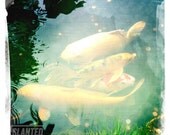 Photography, Coy fish print, Japanese wall decor, Japanese home decor, Etsy photography, Wall art, 5"x5"