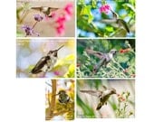 nature card, hummingbird photo cards, wildlife photo, nature photography, 4x6 art print,