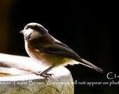 Chickadee note card, wildlife photo card, bird photography, bird notecard