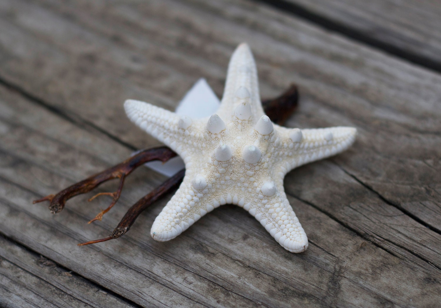 Groom's White Knobby Starfish Boutonniere or Pin