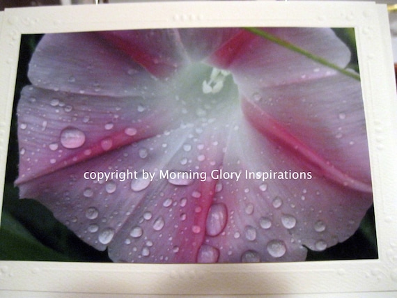 Buy e greeting cards gift ideas - Pink, Morning Glory- Raindrops-Pink-Pink Flower- nature-Flower Photo-Gardener-Gift Ideas-Photo Blank Greeting Card