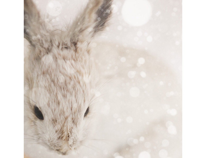 Snow Bunny - Nature Photography, Cute Nursery Art, Animal Print, Winter Snow, Rabbit, White, Beige, Neutral Decor, Minimal - EyePoetryPhotography