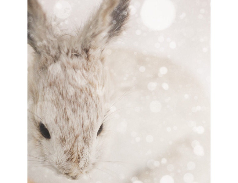 25% OFF Snow Bunny - Nature Photography, Cute Nursery Art, Animal Print, Winter, Rabbit, White, Beige, Neutral Decor, Minimal