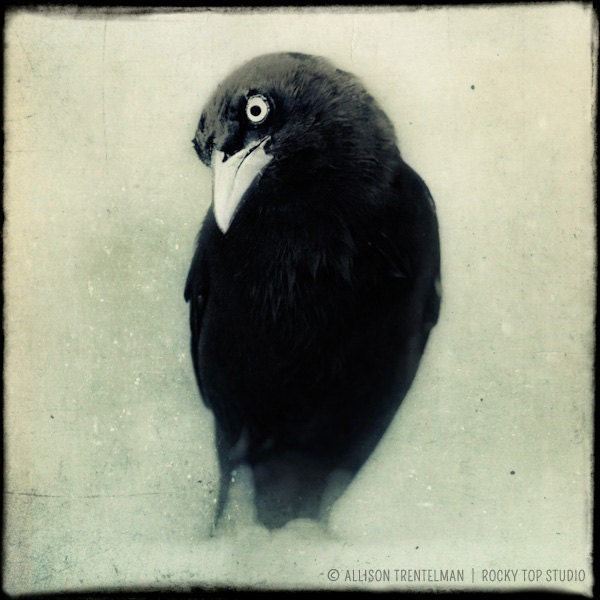 Raven - Crow - Black and White Photo - Halloween Decor - Spooky Gothic Art - Dark Art - Black Bird Fine Art Photo - Goth Art "Grackle No. 1" - RockyTopPrintShop Raven - Crow - Black and White Photo - Halloween Decor - Spooky Gothic Art - Dark Art - Black Bird Fine Art Photo - Goth Art "Grackle No. 1" - RockyTopPrintShop