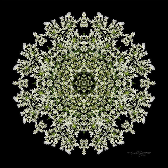 Queen Anne's Lace - Gentle Way Flower Mandala Art