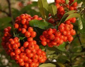 Wet Pyracantha BERRIES - Pennsylvania  - BLANK 5 X 7 Nature NOTECARD frameable Art Photo with Free Origami Crane - Red Macro