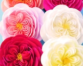 COUTURE CLAY - Ready to Ship Heirloom Rose Hair Flowers (6 colors to choose from)