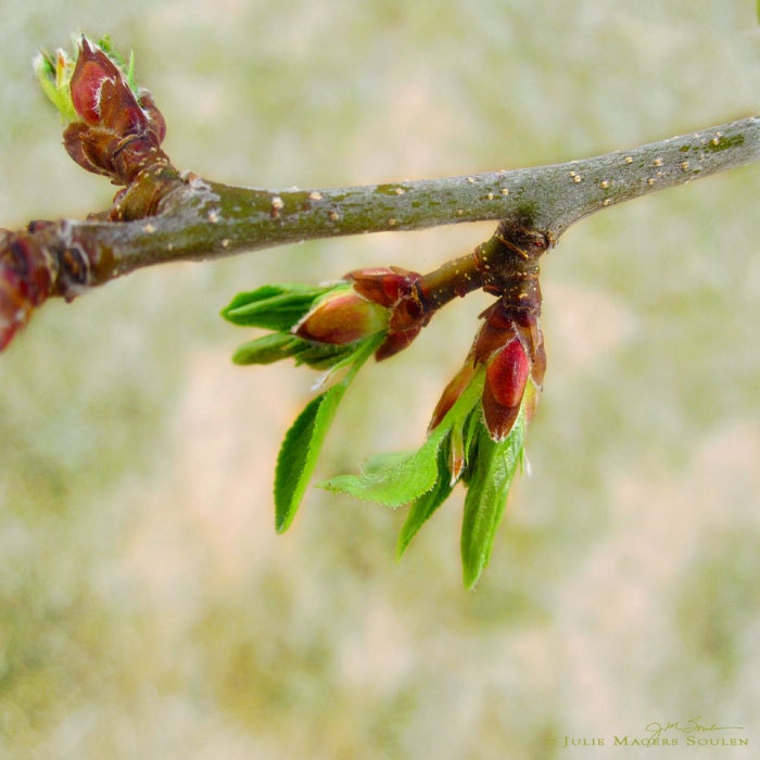 Tree Photography -Spring Awakening -8x8 Print -Green Leaf -Home Decor Art -Spring Green -Colorado Fine Art Photography