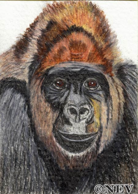 Lowland Gorilla Art Great Ape Original Drawing Mixed Media ACEO African Wildlife Art Card