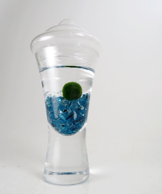 Baby Marimo in the Shimmery Sea