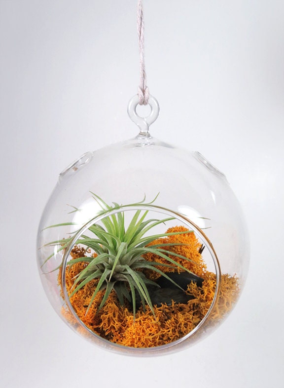 Air Plant in the Lush Dome