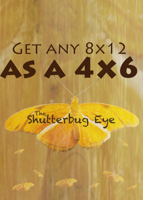 4x6 Photograph, get any 8x12 photograph as a 4x6, dreamy surreal photography prints, nature, animals, modern home decor