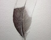 Black and white feather -- original watercolour and coloured pencil drawing