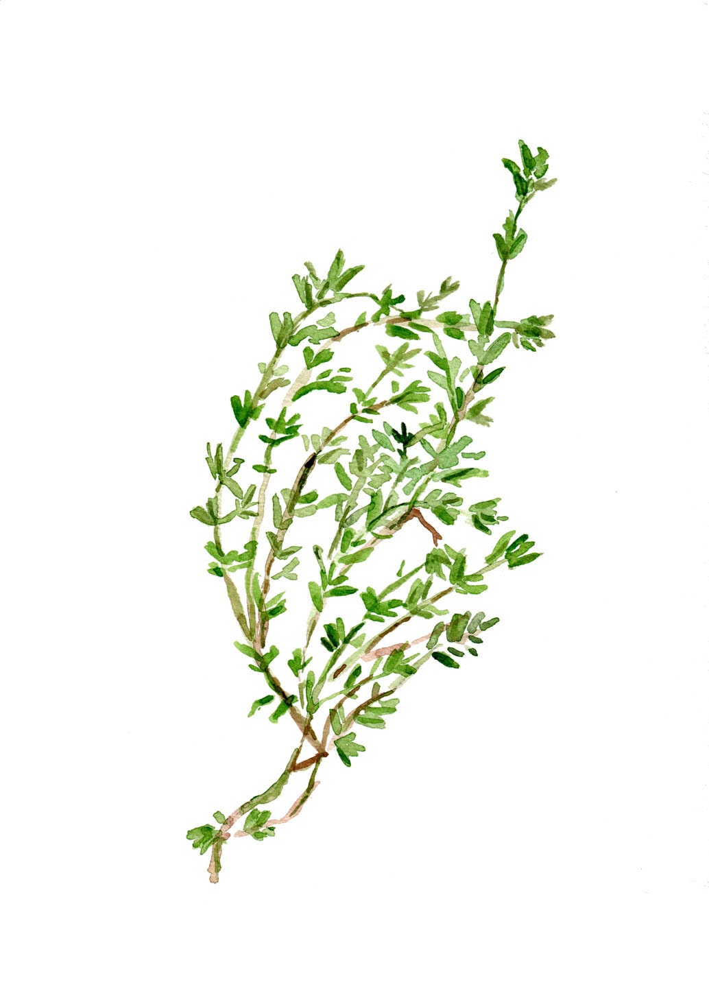 Thyme, Art Print of watercolor painting, Kitchen decor, herb, botanical, green, plant, by thejoyofcolor