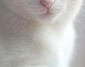 Cat photograph, Modern, minimalist white decor, kitten, whiskers, pure white cat, nose, pale, nose, 5x5 - Raceytay