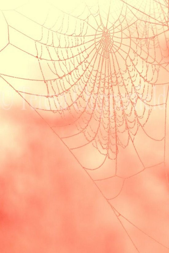 Ethereal Web - Mysterious Spider Web - 8 x 12 - Fine Art Photography - Haunting Bokeh Pink Glow Symmetrical Wall Art - Web Home Decor - PhotosByChipperfield