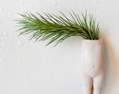My lil Magnet -  Air Plant Garden Growing from Antique German Bisque