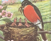 1940s Red Robbin bird feeding baby birds in nest vintage bird print bird decor