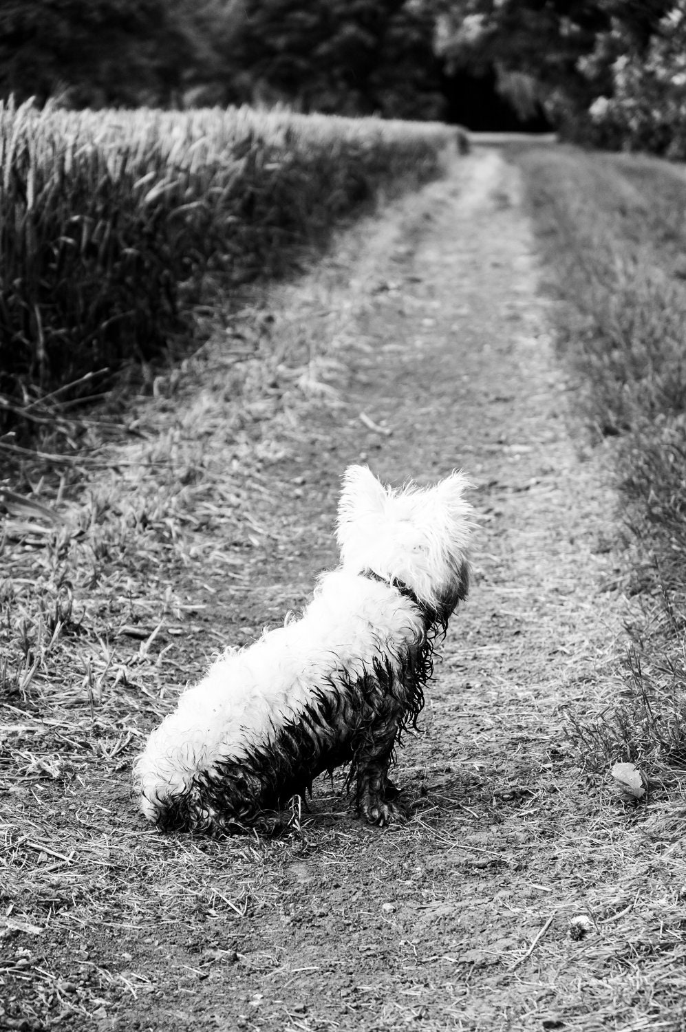 I am Crumpet 11 - Dog Photography - Westie - West Highland terrier - Wall Décor - 7x5 Print