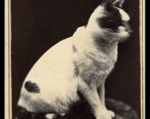 Amazing Near Mint CAT CDV Photo // Skilled Husband & Wife Photographer Team