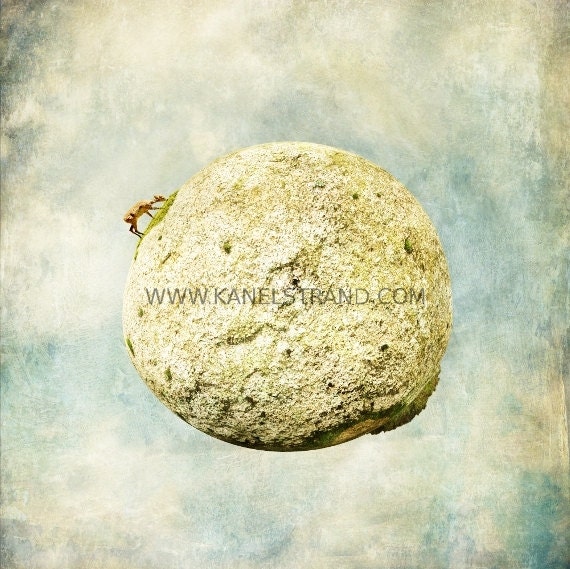 Surreal photography, the little prince's deer, wildlife animal print, home decor, wall art, animal nursery photo 6x6