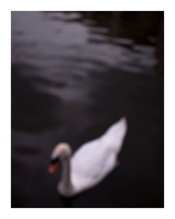 Swan photography, ghostly Mute Swan artwork, dark nature fine art photography, dreamy home decor for birders. 10x8 photo print. UK seller - tombland