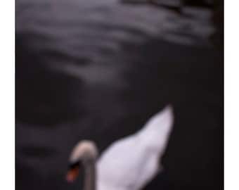 Swan photography, ghostly Mute Swan artwork, dark nature fine art photography, dreamy home decor for birders. 10x8 photo print. UK seller