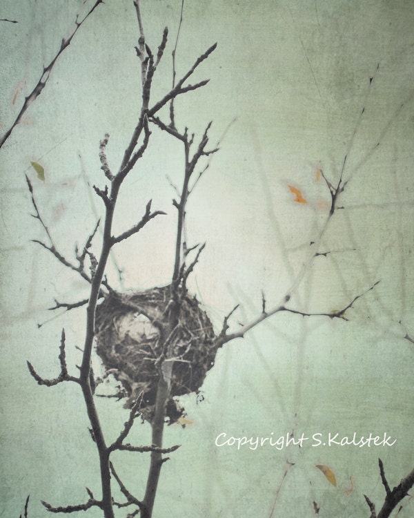 Nature Photography Bird Nest Wall Art Mint Green Grey Brown 8x10 Winter Branch Bird Nest Photograph