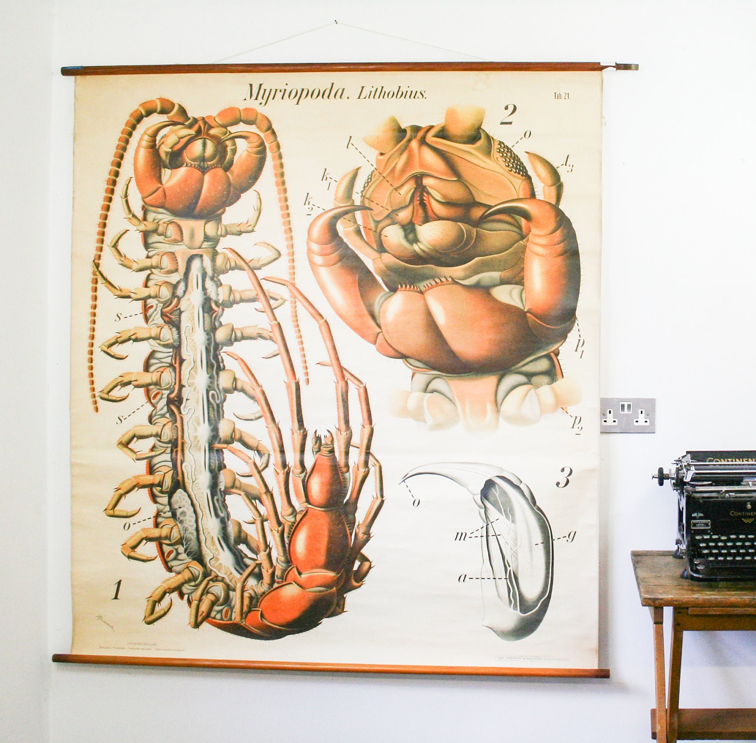 Rare Vintage Chart, Dr. Paul Pfurtscheller Centipede, School Biology Chart