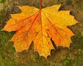 Nature Photography - Maple Leaf - Autumn - Moss - Yellow - Orange - Fine Art Photograph Print - Home Decor - Art Print - 6X9