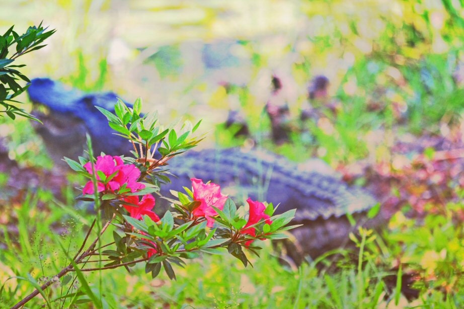 Alligator & Azalea 11x14 Fine Art Canvas