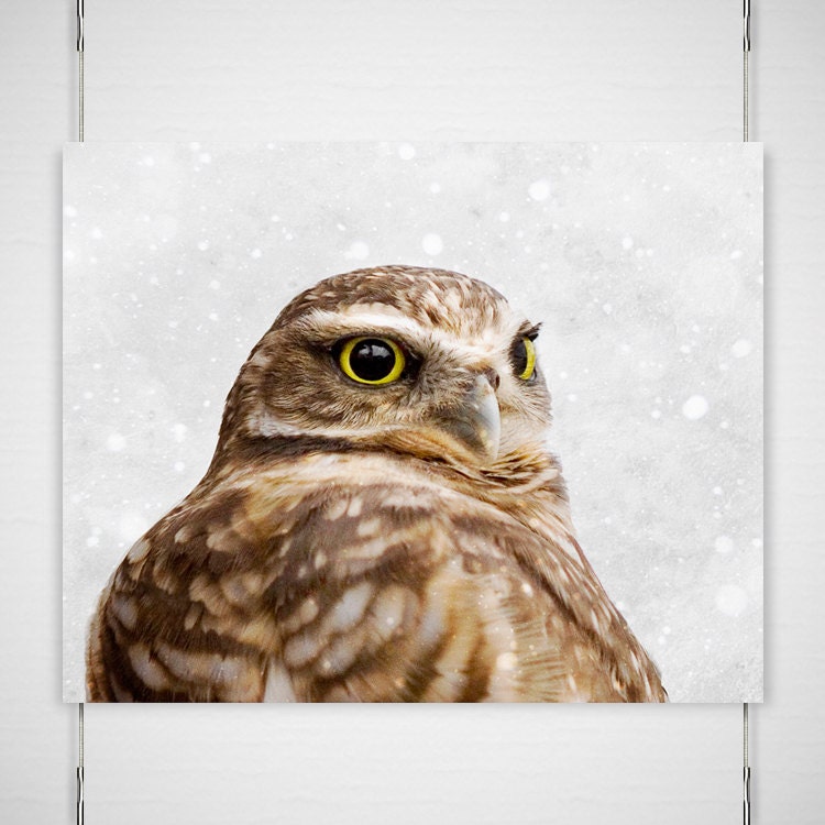 Winter Owl Photo - 8x10 Photograph - Owl Art Print - Owl Photograph - snowy forest owl woodland  'Earl Grey Winter'