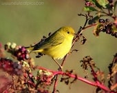Animal Photography, Yellow Warbler Nature photography, yellow and brown bird print, nursery wall art, 8 x 10 fine art print
