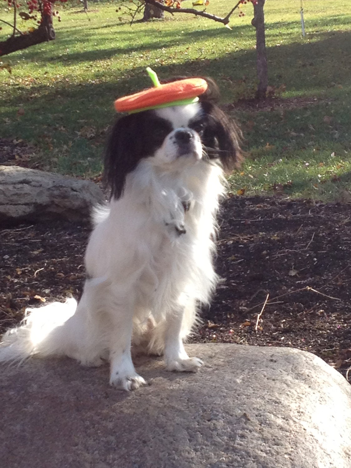 Dog Pumpkin Beret Halloween Hat, Medium