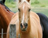 Palomino Horse Photography, golden cream horse photo portrait, equine art, rustic western decor, 8x10 animal print, Howdy