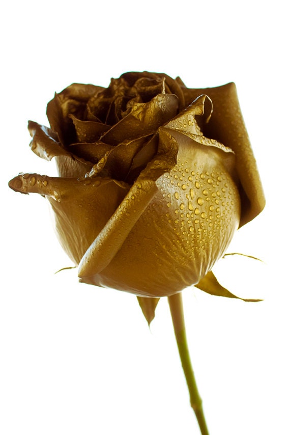Golden Rose photo Digital Download Photography gold and white flower ...