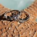 Vintage Clark and Coombs Sterling Silver Cubic Zirconia Engagement and Wedding Ring Set - Size 7
