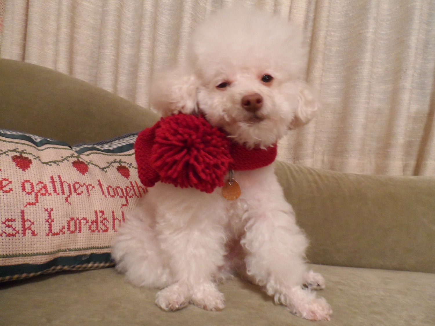 Miss Frenchie        Choker, Scarf, Collar, Collar cover, Dark Red, Pompom, Winter Warm, Soft Xmas, Festive, Winter wonder land - CanineCoutureLTD