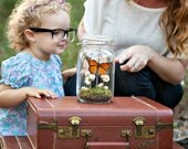 Butterfly Terrarium Kit, Real Butterfly Dry Terrarium in Glass Jar, Field of Flowers