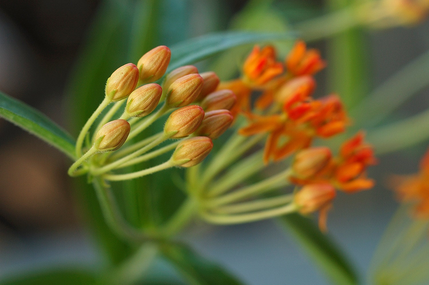 nature photograph butterfly weed apricot orange green garden plant