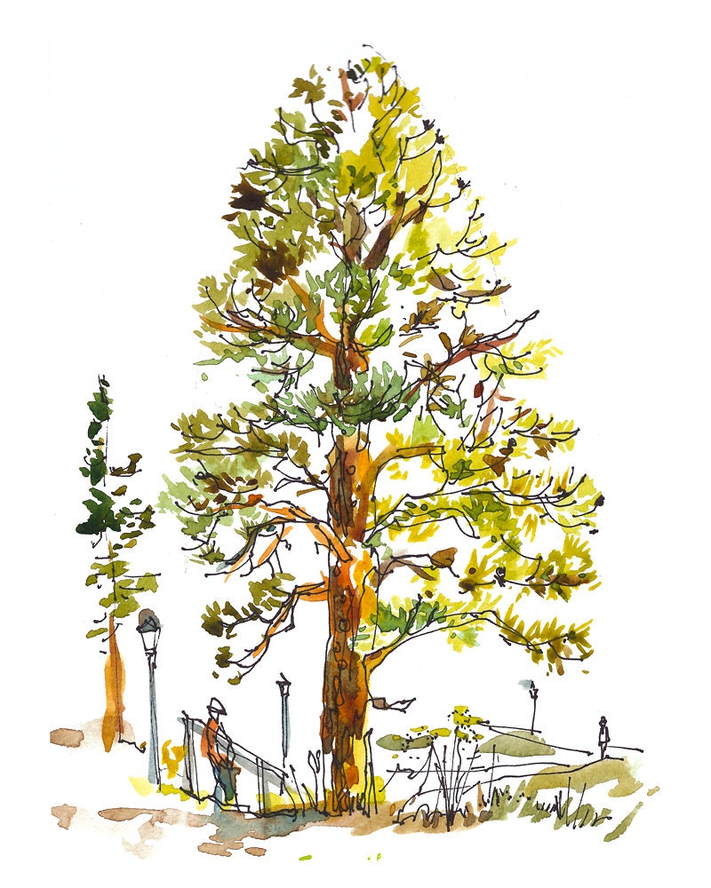 Emerald Green Botanical sketch watercolor art ponderosa pine - 8x10 print form a watercolor sketch