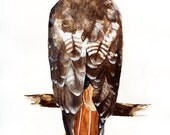 FREE SHIPPING -  5x7" Print - Red Tailed Hawk, Original Watercolor Painting