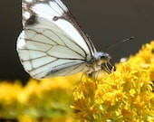Fine Art Photography, white butterfly photo, yellow flowers, rustic home decor, 8x10 nature print