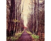 Fine Art Photography Pathway Woodland Autumn Leaves Purple - 11x17"