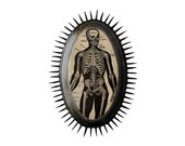 Prickly Plaque with SKELETON - 1876 Anatomy Illustration on Wood Plaque - Free Shipping