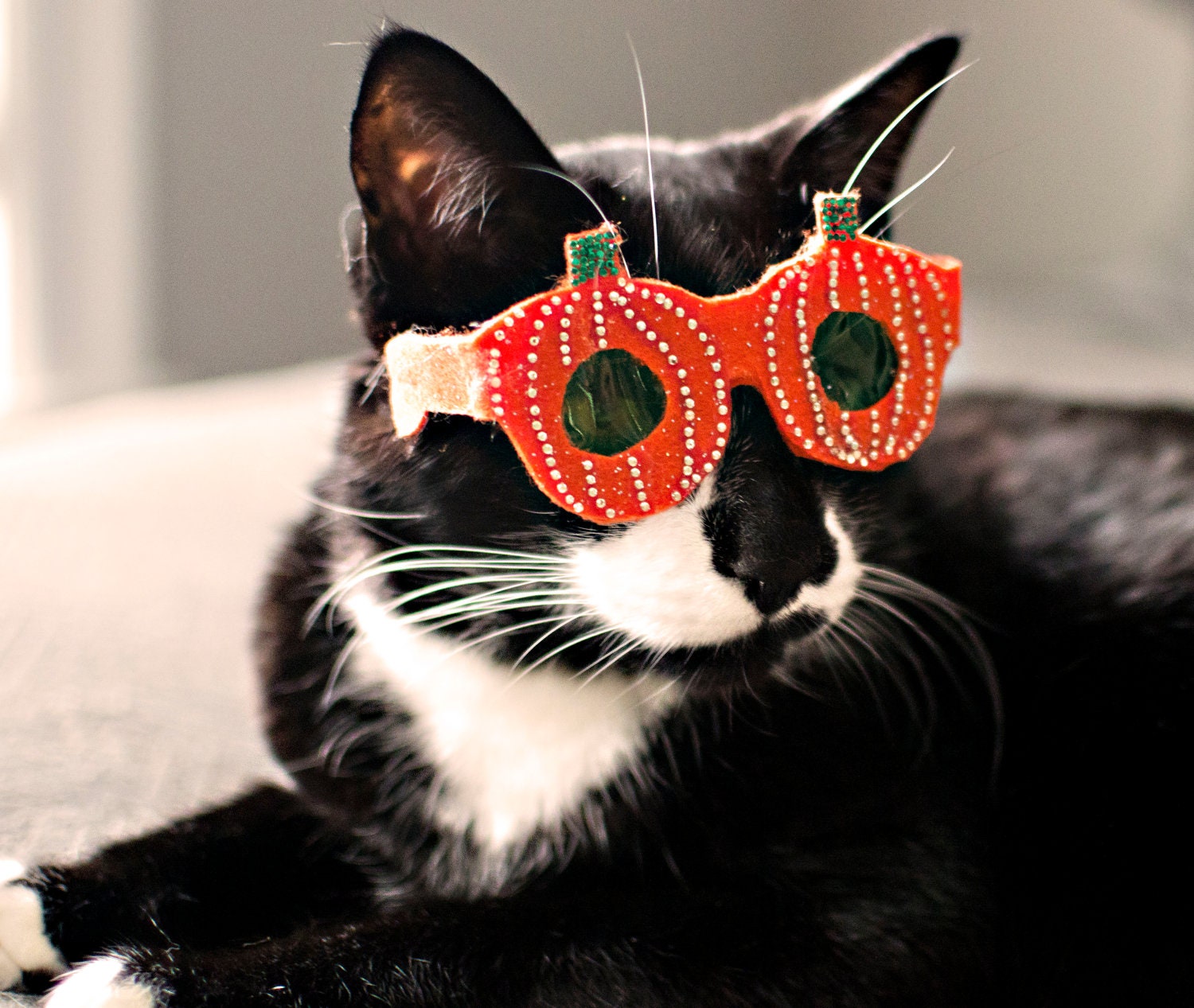 Pumpkin-Shaped Cat Glasses / Halloween glasses for cats