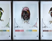 Tern, Warbler and Thorntail Letterpress Bird Suite