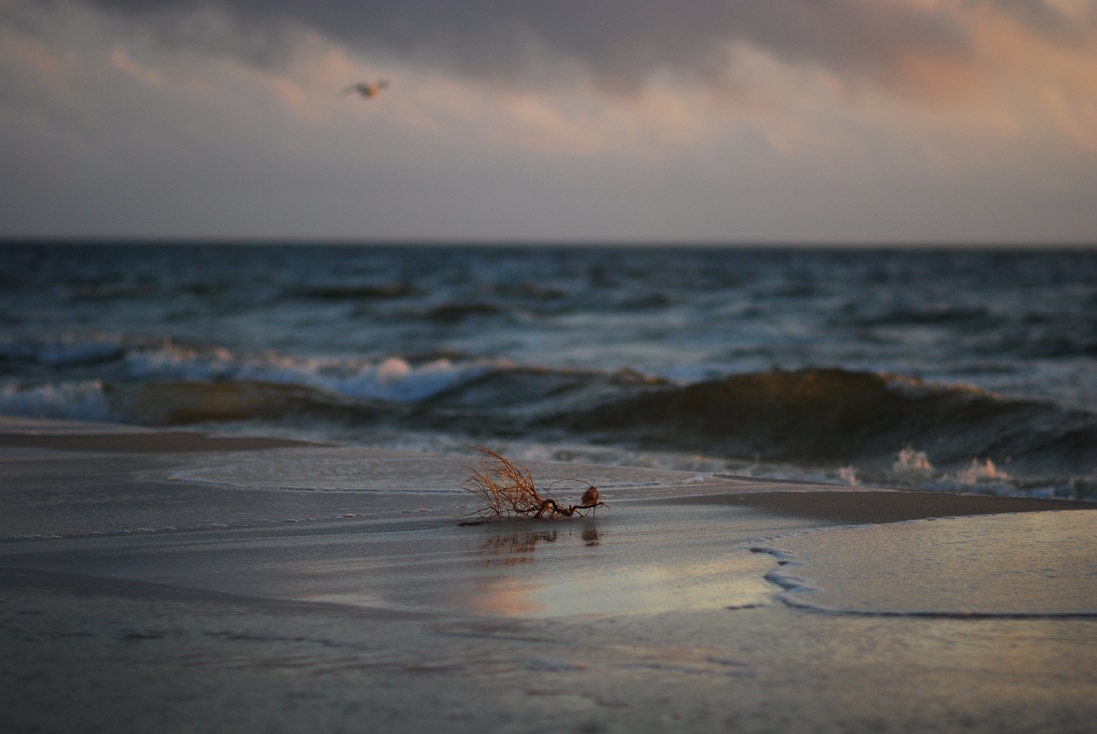 Tree Branch in the Waves, photograph